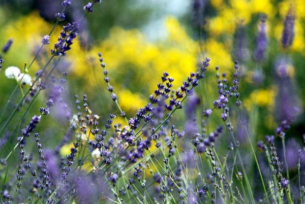 About lavender