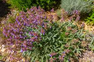 Path lavender